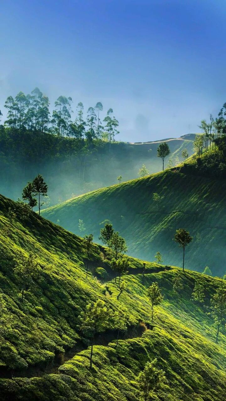 Digital Detox in Munnar