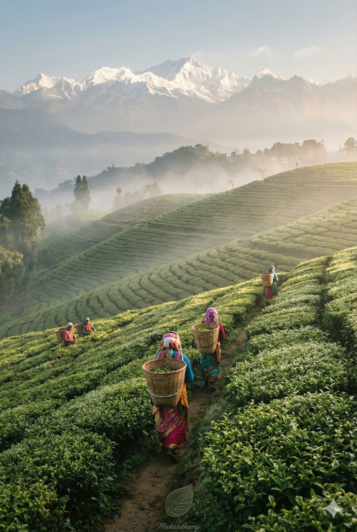 A First-Timer's Complete Guide to Munnar